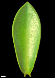 Veronica simulans. Leaf with entire margins, adaxial surface. Scale = 1 mm.
 Image: W.M. Malcolm © Te Papa CC-BY-NC 3.0 NZ